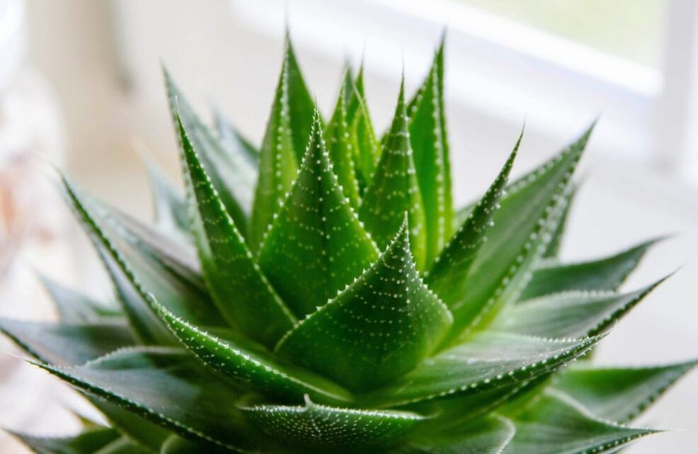 Aloe para aumentar o pene